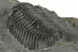 Morocops Trilobite With Excellent Eyes - Ofaten, Morocco #197139-4
